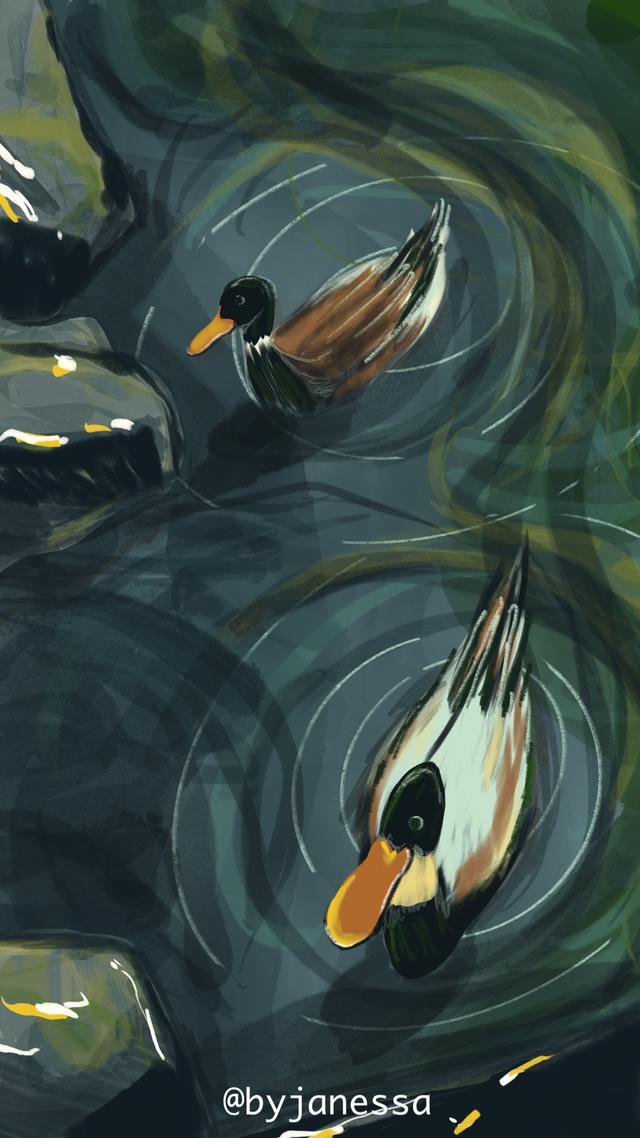 ducks not in a row